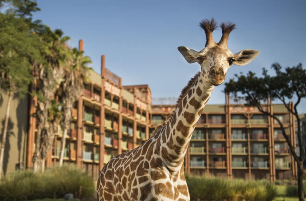 A giraffe poses for the camera in front of Walt Disney World's Animal Kingdom Lodge